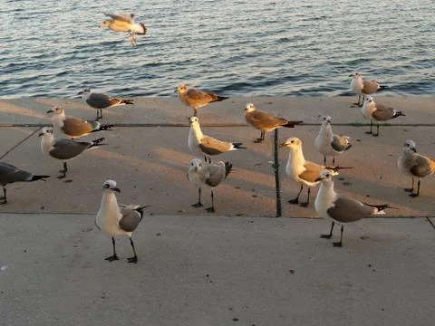 Seagulls Stock Photos