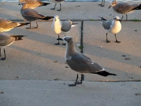 Seagulls Stock Photos