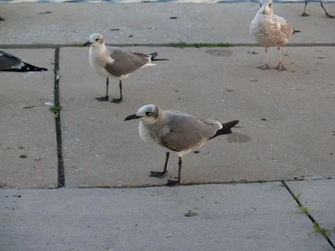 Seagulls Stock Photos