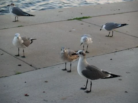 Seagulls Stock Photos