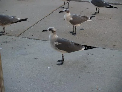 Seagulls Stock Photos