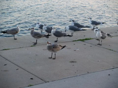 Seagulls Stock Photos