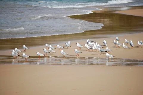 Seagulls Stock-Fotos