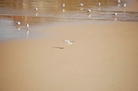 Seagulls Stock Photos