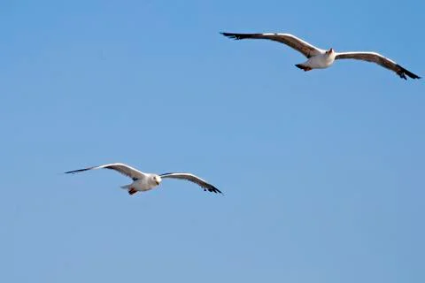 Seagulls Stock Photos
