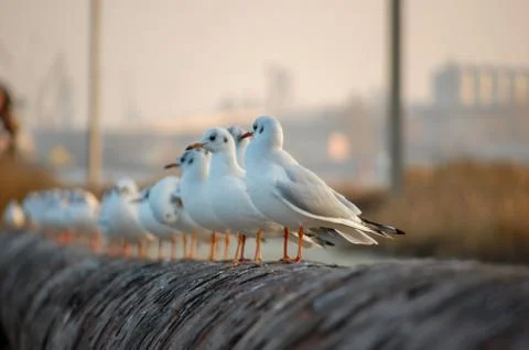 Seagulls Stock Photos