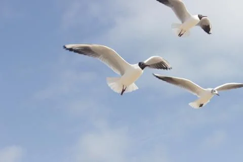 Seagulls Stock Photos