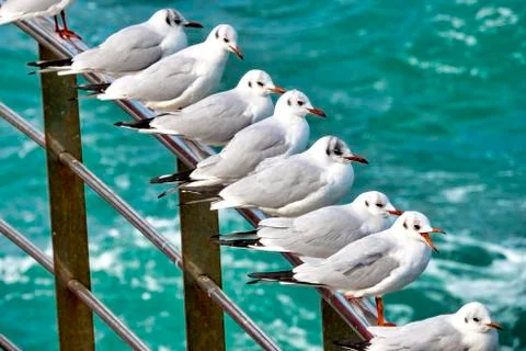 Seagulls Stock Photos