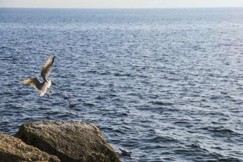 Seagulls Stock Photos