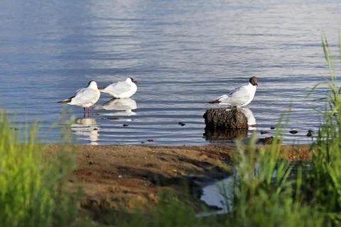 Seagulls Stock Photos