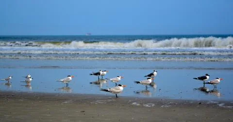 Seagulls 写真素材