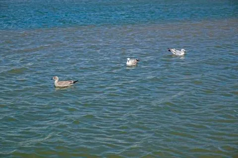 Seagulls Stock Photos