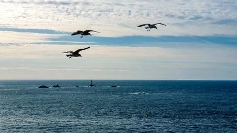Seagulls Stock Photos