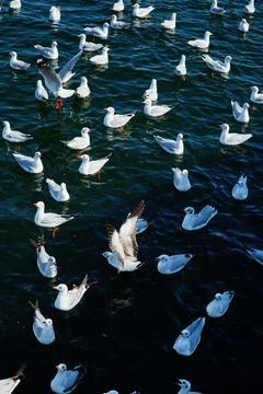 Seagulls Stock Photos