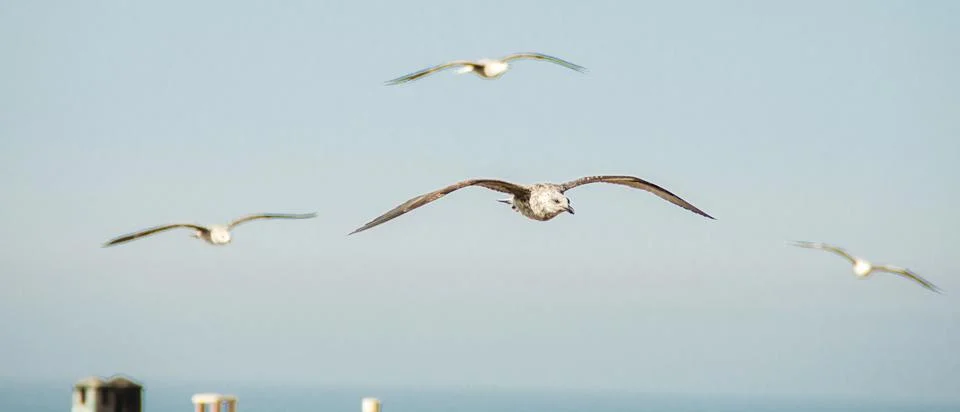 Seagulls Stock Photos