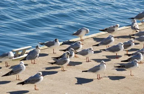 Seagulls Фото