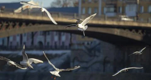 Seagulls Stock Photos