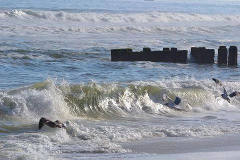 Seagulls Stock Photos