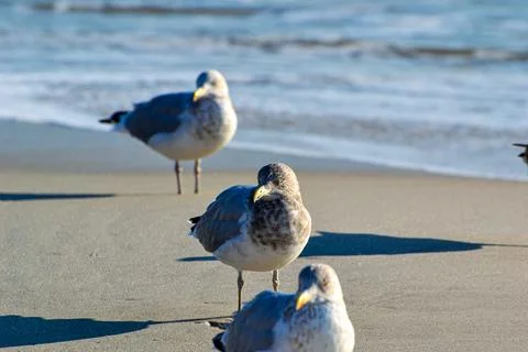 Seagulls Stock Photos