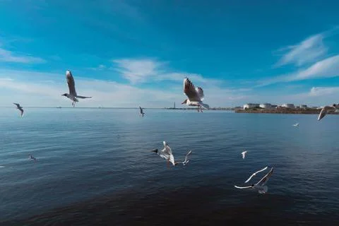 Seagulls Stock Photos
