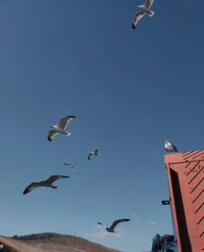 Seagulls Foto stock