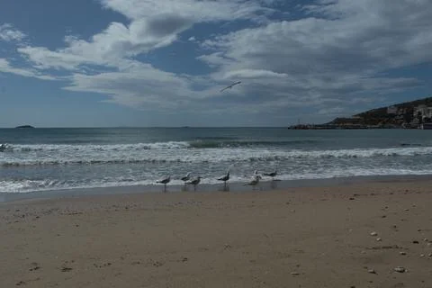 Seagulls Stock Photos