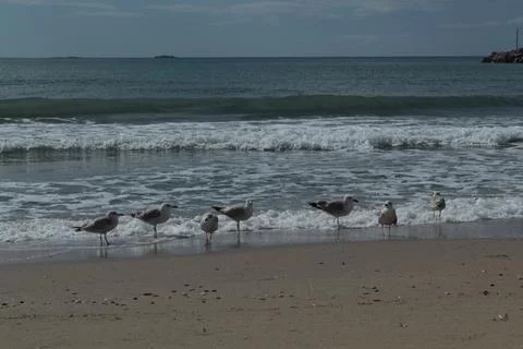 Seagulls Stock-Fotos