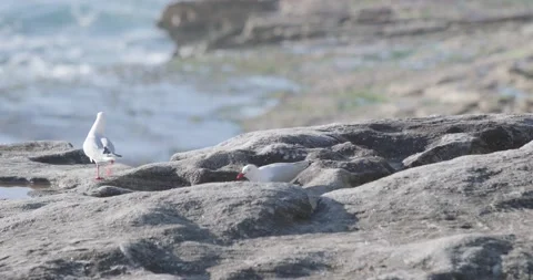 Seagulls picking at rocks with ocean in background Stock Footage 197737417