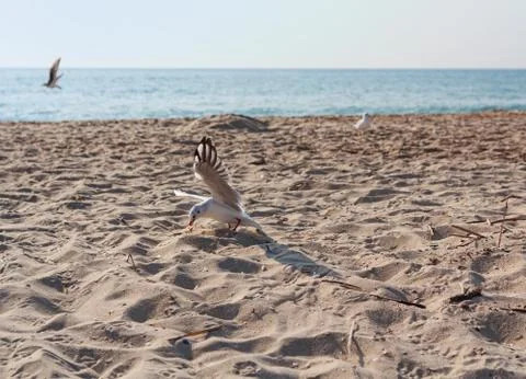 Seagulls picks up food on an empty beach. Animals Stock Photos