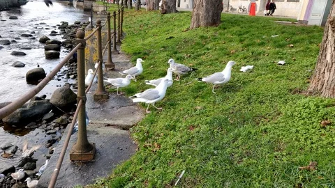 Seagulls, Pidgons and Crows Looking for Food Next to River 動画素材 99532539