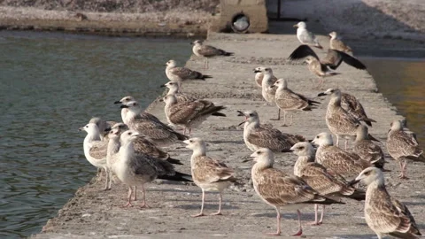 Seagulls on the Pier 5 Clips Pack Stock Footage 89575673