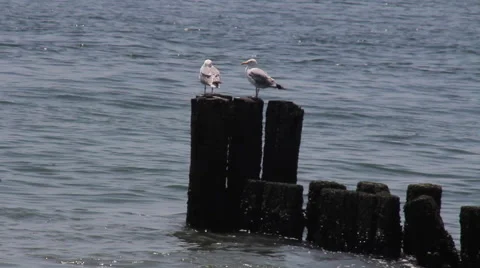 Seagulls On Pier At Beach Stock Footage 64637331
