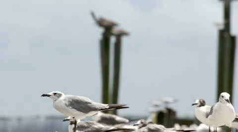 Seagulls on pier Stockbeeldmateriaal 22224777