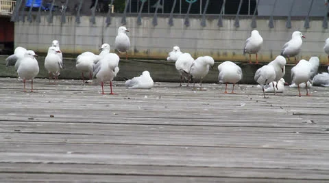 Seagulls on the pier Stock Footage 23712686