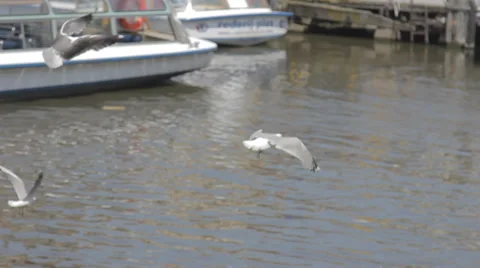 Seagulls on the pier Stock Footage 39752984