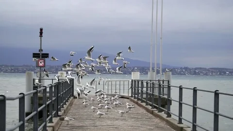 Seagulls on pier Stock Footage 73595002