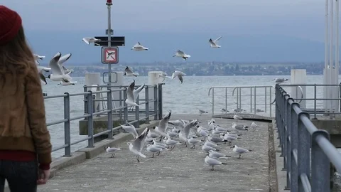 Seagulls on pier Video stock 73595095