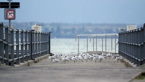 Seagulls on pier Stock Footage 73595100