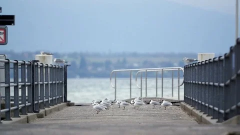 Seagulls on pier Stock Footage 73595107