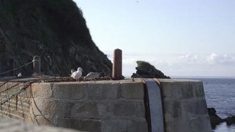 Seagulls on pier Video stock 160071885