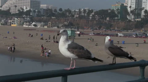 Seagulls On Pier Overlooking Beach Stock Footage 47885401