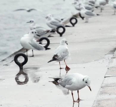 Seagulls at pier Stock Photos
