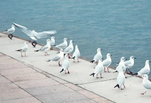 Seagulls at pier Stock Photos