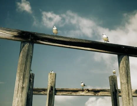 Seagulls on a Pier Stock Photos