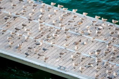 Seagulls on the Pier Stock Photos