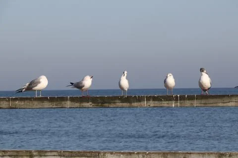 Seagulls on the pier Stock Photos