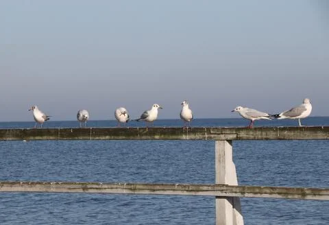 Seagulls on the pier Stock Photos