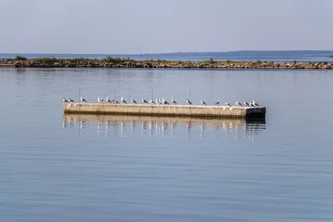 Seagulls on the pier Stock Photos