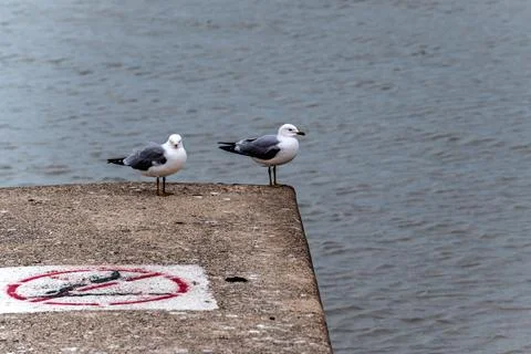 Seagulls on the pier. Foto stock