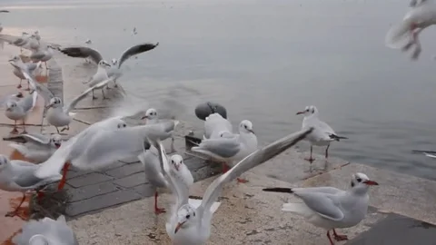 Seagulls on the pier of the sea Stock Footage 84546873